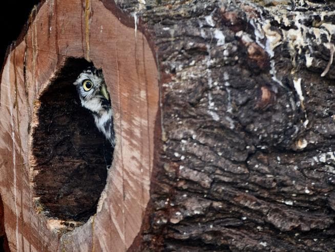 A shy owl peeks from a hollowed-out tree trunk