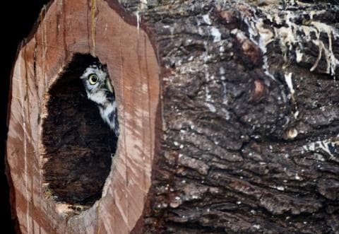 A shy owl peeks from a hollowed-out tree trunk