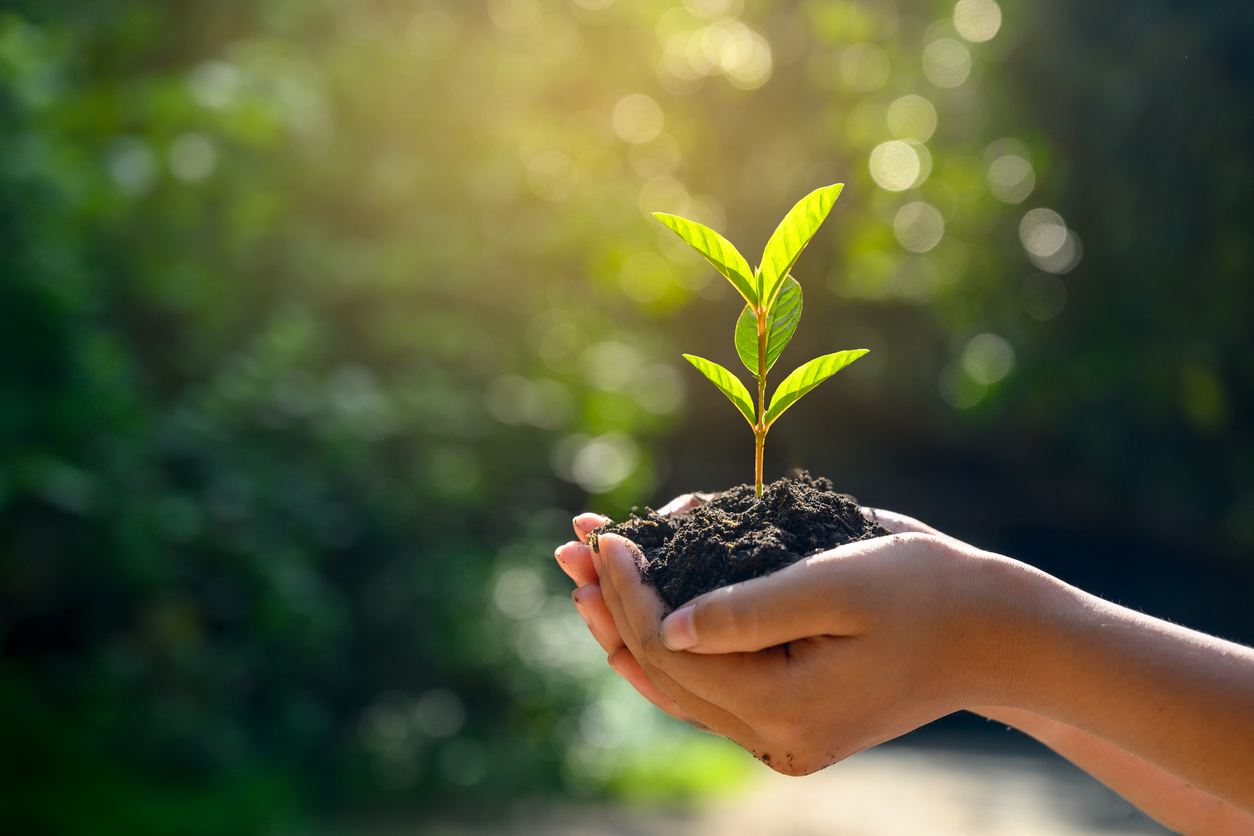 Woman holding a budding plant in her hands