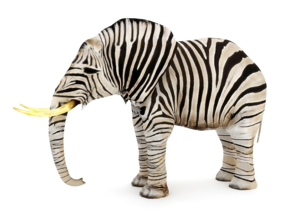 Elephant with zebra stripes