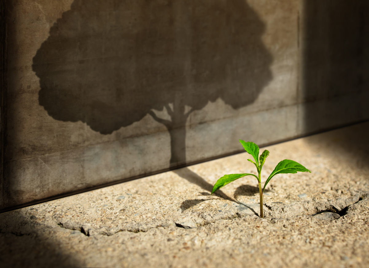 A small shoot casting the shadow of a tall tree