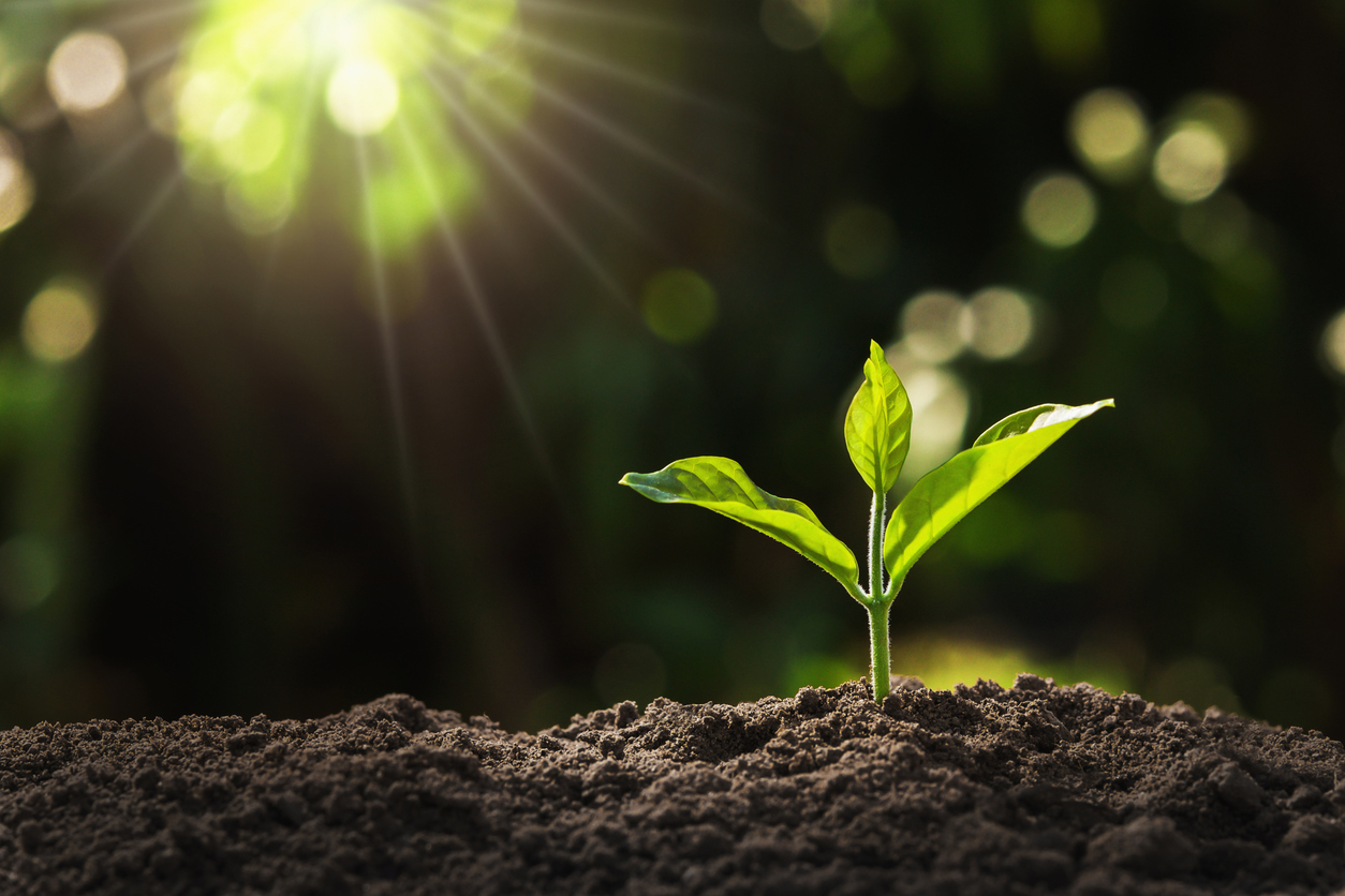 Plant shoot reaches up to sunlight