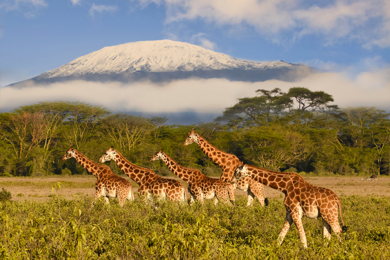 Mount Kilimanjaro, with giraffes in the foreground