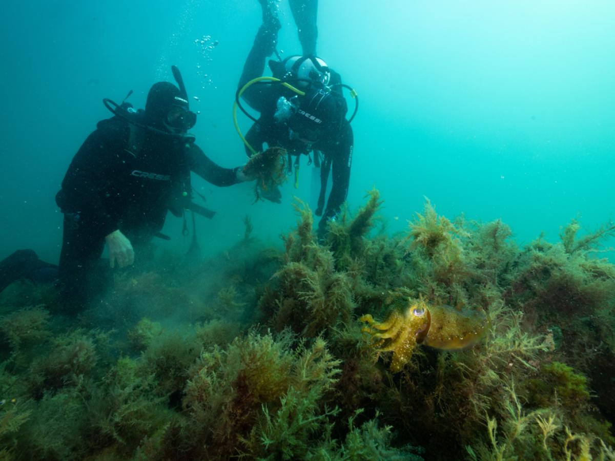 Adelaide - Rapid oyster reef restoration gives hope for repairing the sea