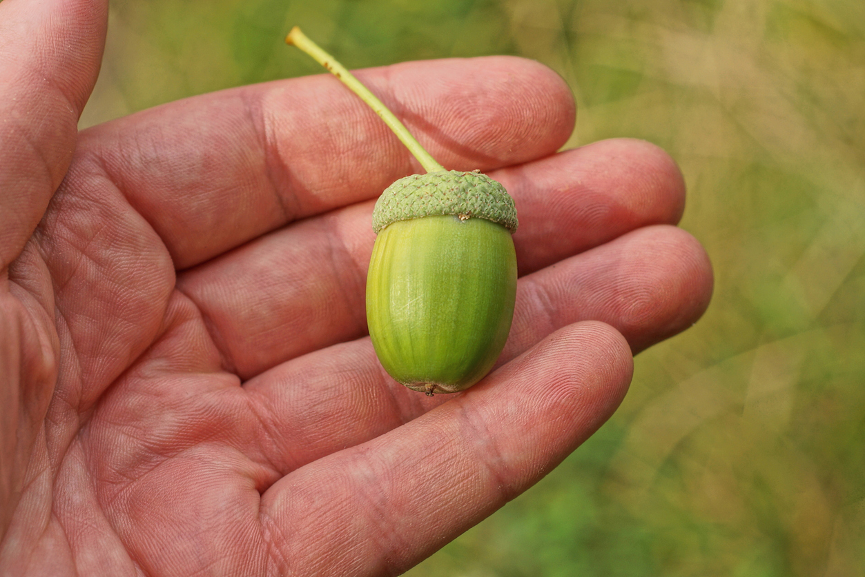 A hand holding an acorn