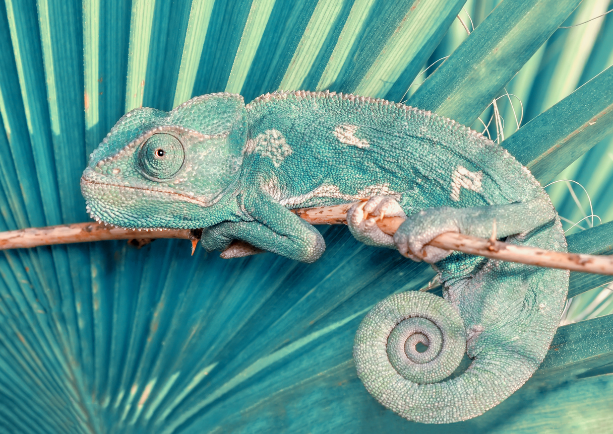 Blue-green chameleon against blue-green background