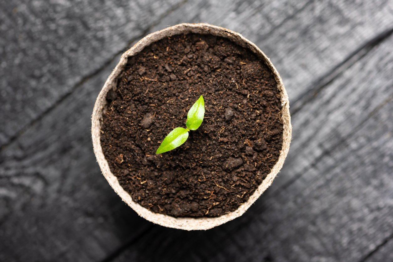 New seedling, in plant pot