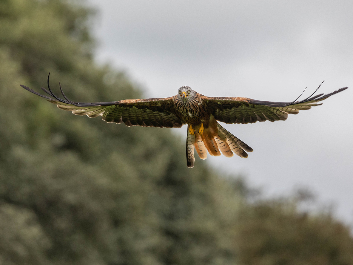 Red kite in flight