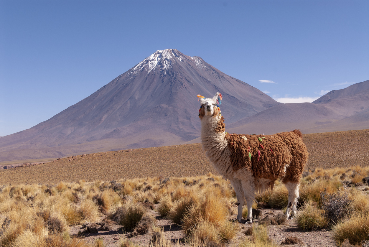 Chile: llama and mountain