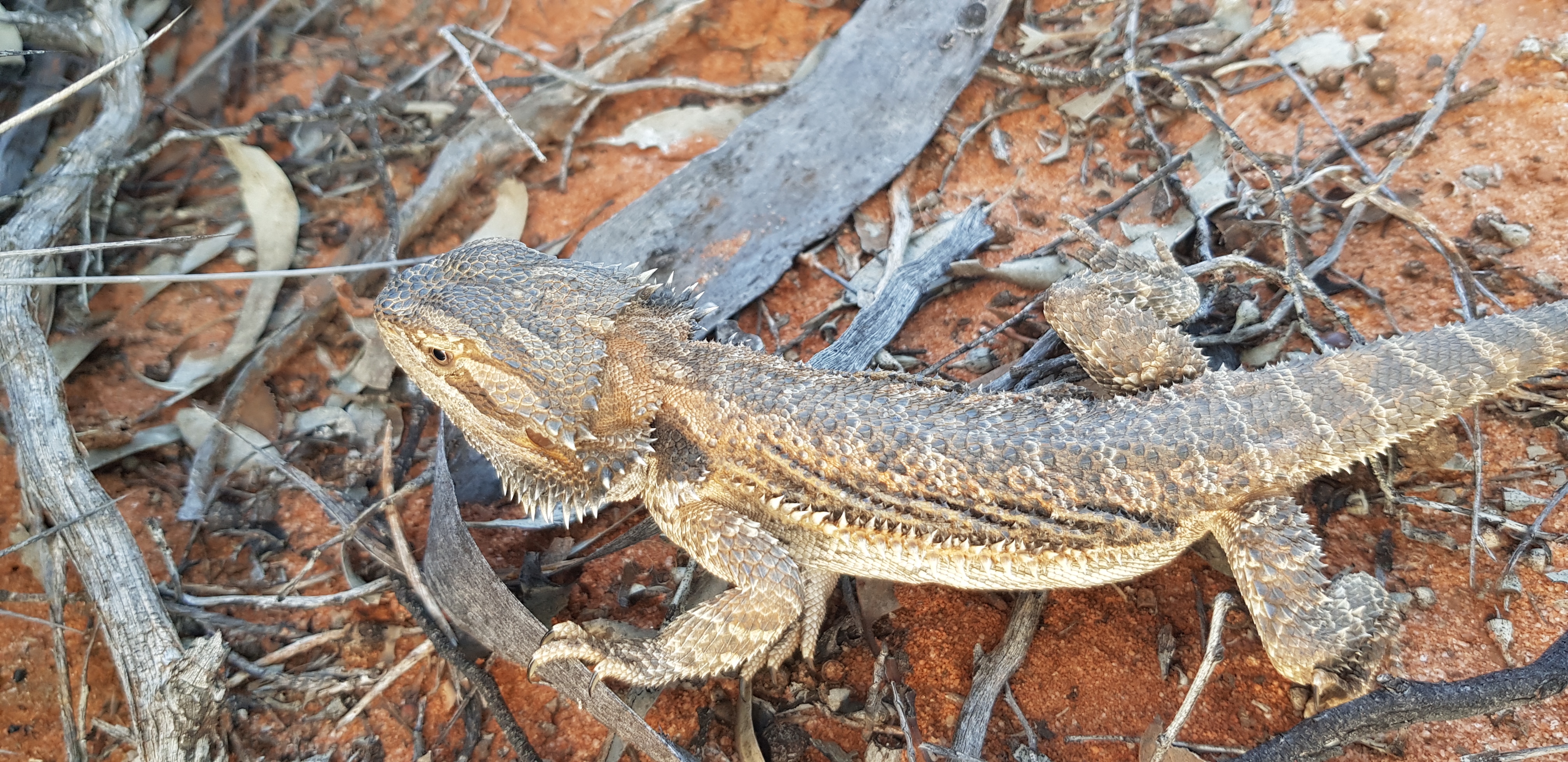 Description: Bearded dragon at Nanya Station Credit: Prof Singarayer Florentine