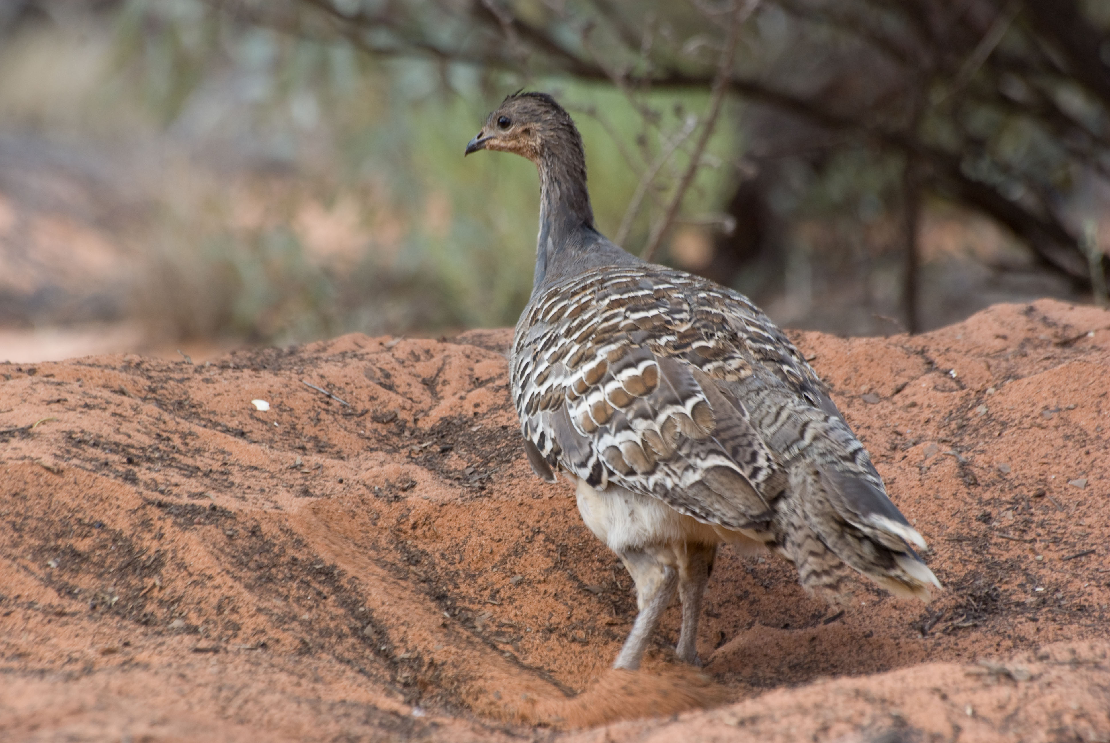 Description: Malleefowl Credit: Prof Martin Westbrooke