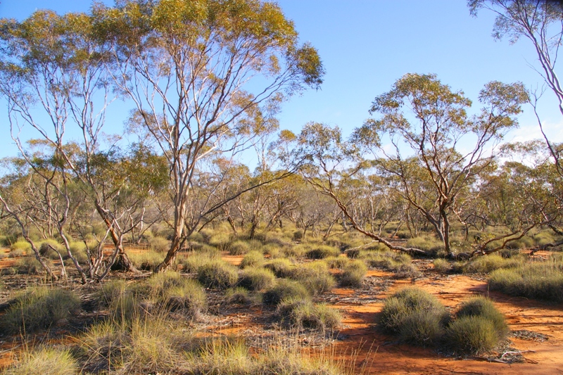 Description: The landscape at Nanya Station Credit: Prof Martin Westbrooke