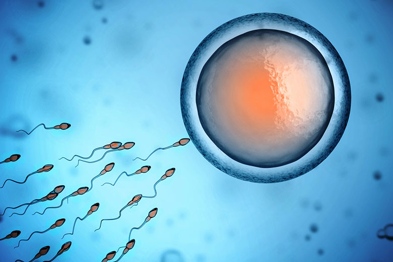 sperm-egg-alfaisal