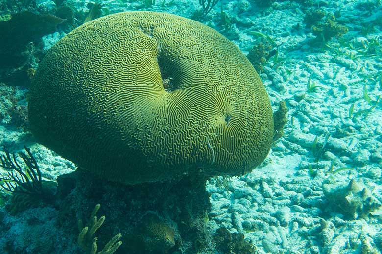 qu-mushroom-reef-shutterstock_1369341341