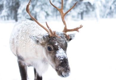 Reindeer in Finland