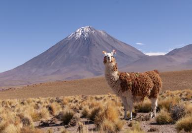 Chile: llama and mountain