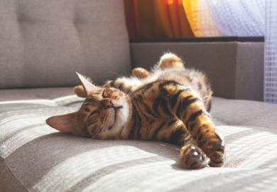 Cat relaxing on sofa