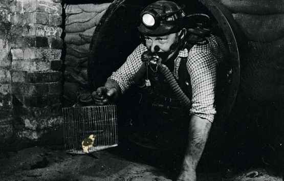 The Wearing Of the Green (and Gold): Canaries in the Coal Mine?