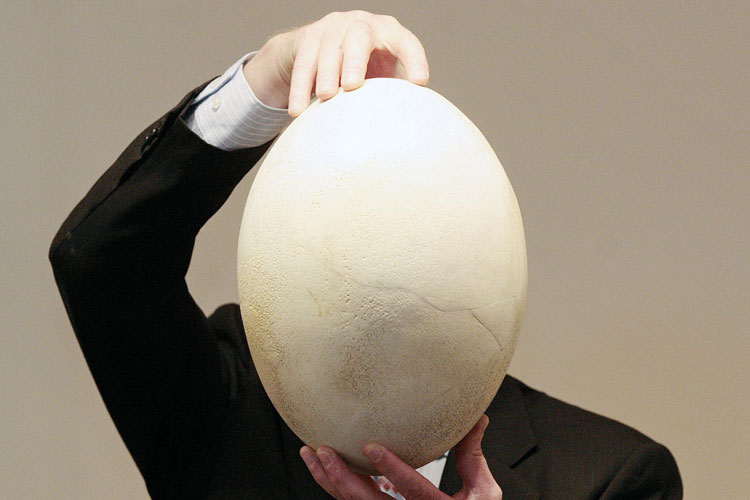 https://www.timeshighereducation.com/sites/default/files/a-man-holding-an-egg.jpg