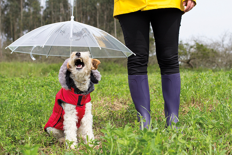 Academics: ‘pretentious Fox Terriers’ Or ‘bad Dinner Guests’? 