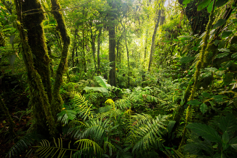 Review: Managing the Wild: Stories of People and Plants and Tropical ...