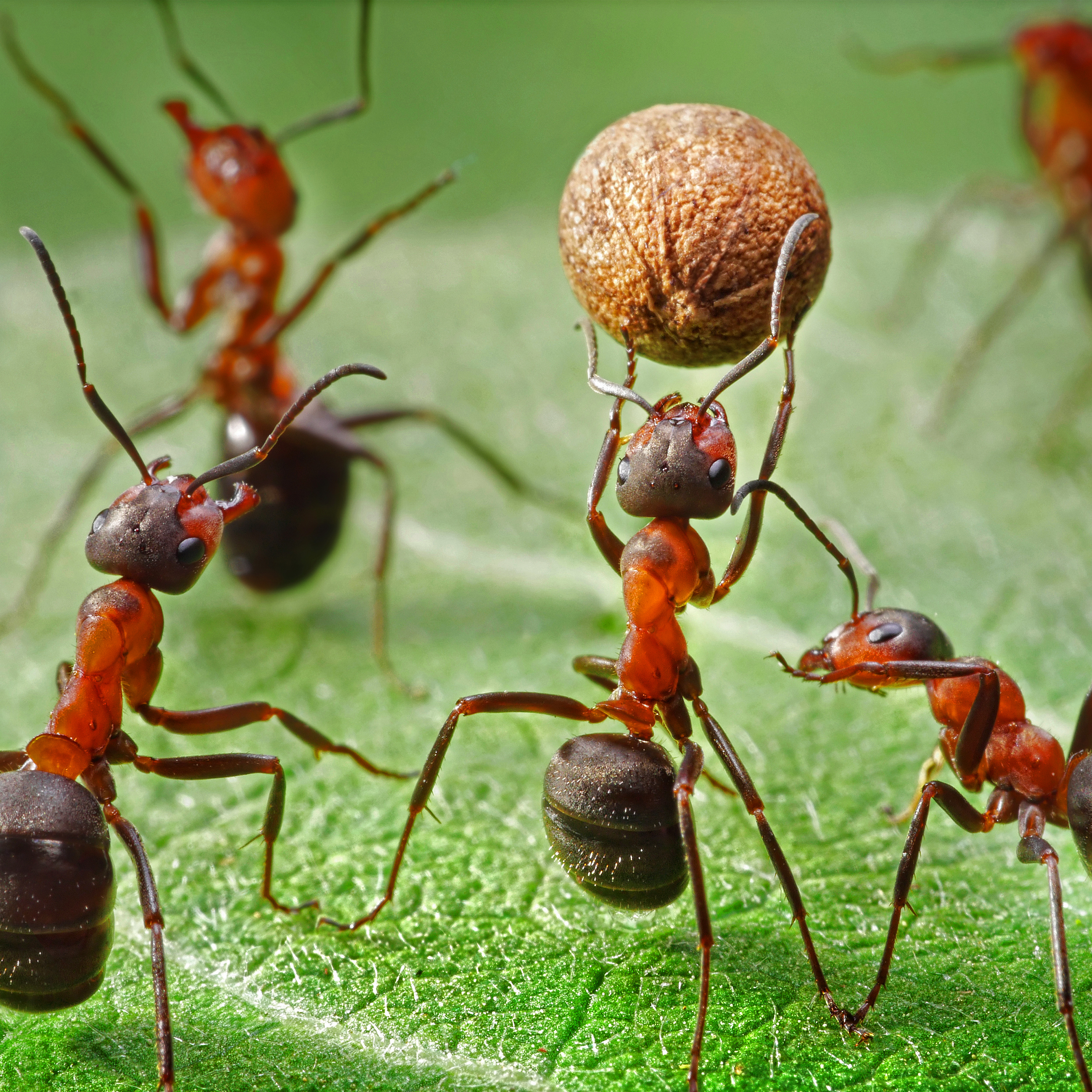 Муравей невелик а горы копает объяснить. Насекомые муравей Муравейник. Волосистый Лесной муравей. Разноцветные муравьи. Рабочие муравьи.