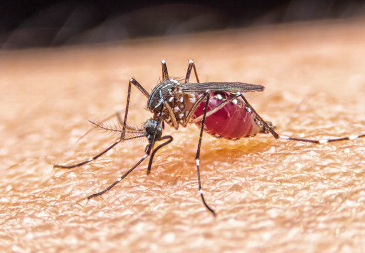 How To Prevent Dengue Outbreak