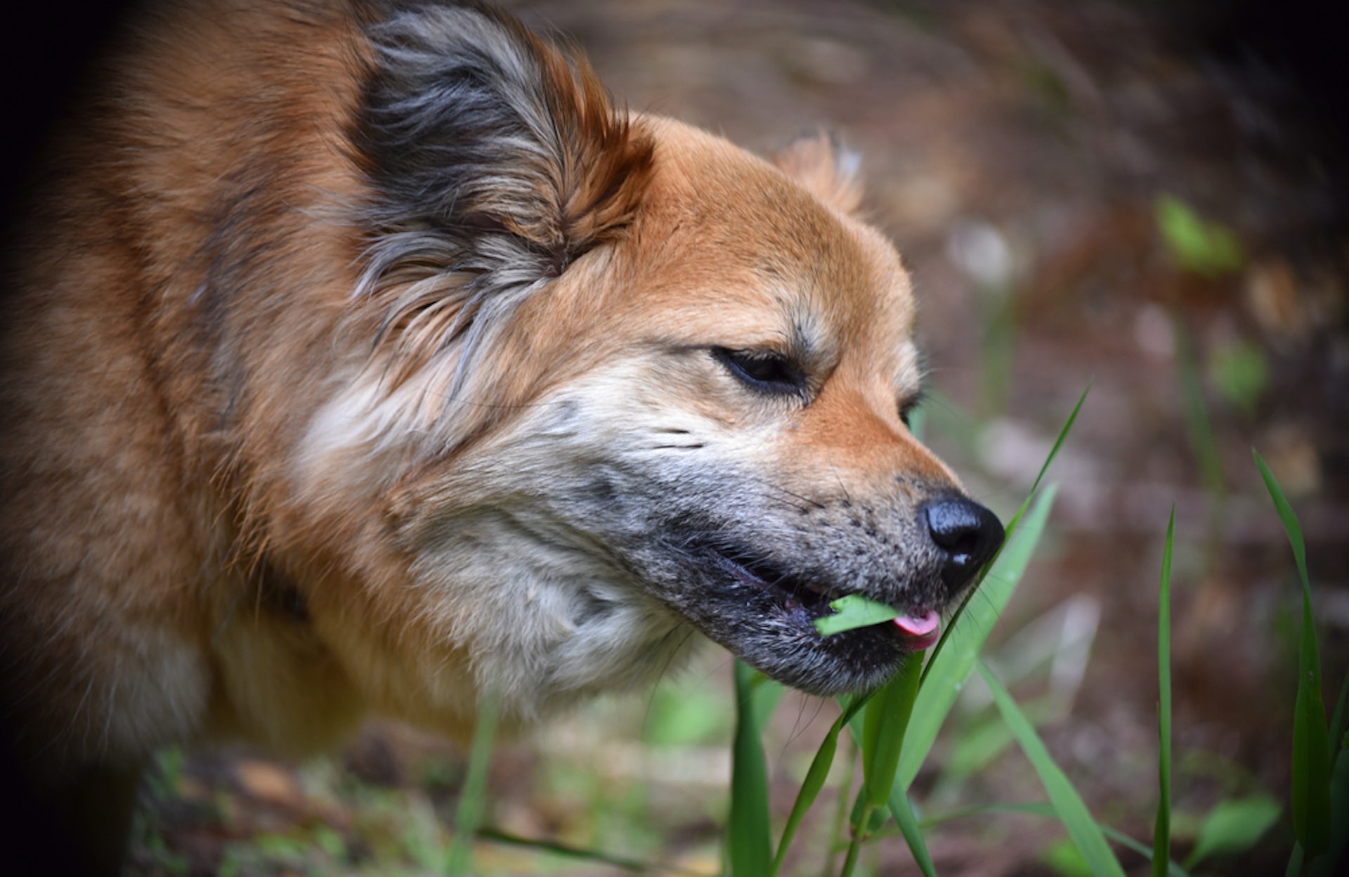 Is it bad for dog to eat sales grass