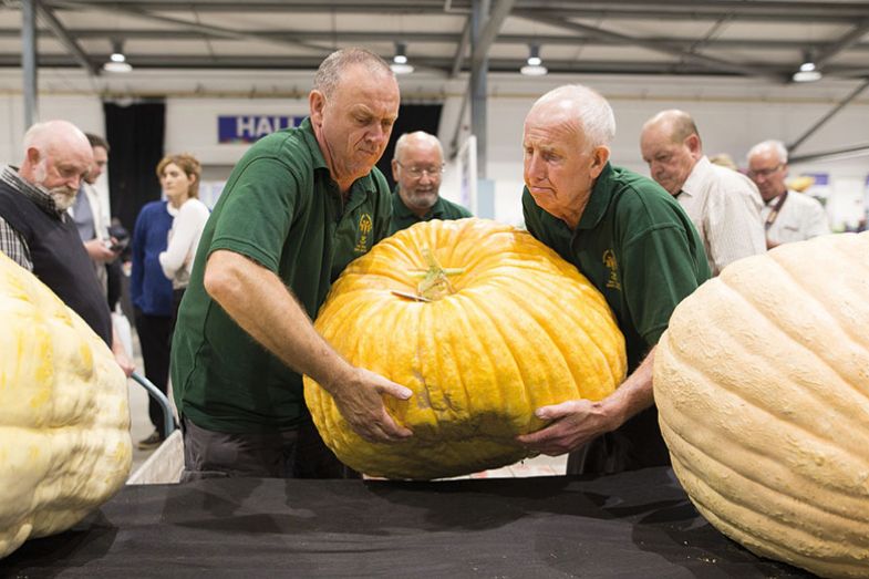 carrying-squash