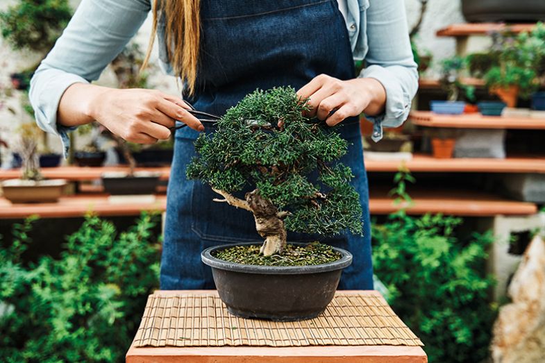 cutting bonsai