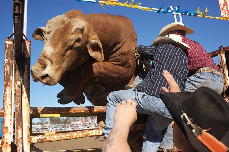 A bull jumping a metal fence