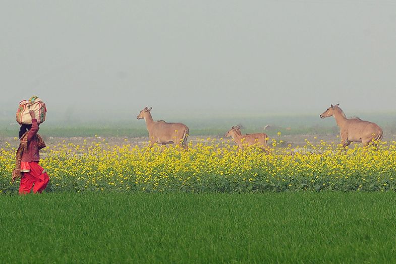 Nilgai (Asian antelopes also known as blue bulls) and a woman in fields, India