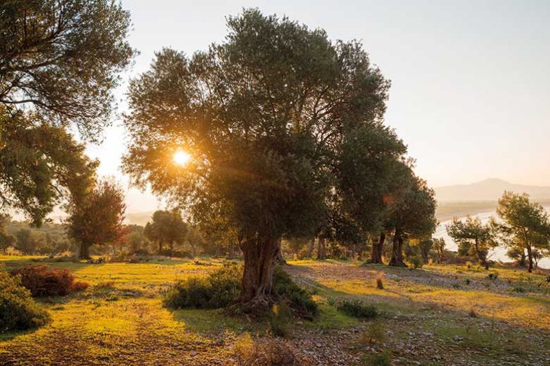 sunset_tree_istock