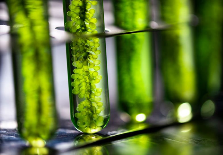 Algae research