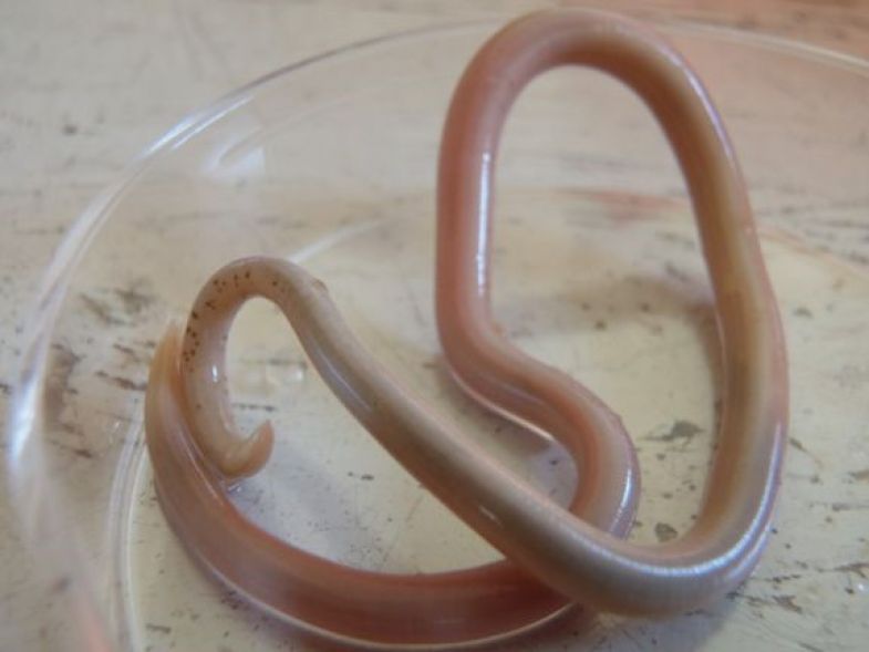parasitic worms images
