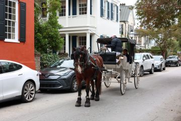 A view of a man in a Carriage horse in Charleston, South Carolina