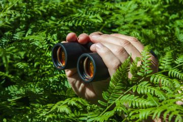 Binoculars in bushes
