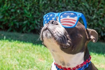 Dog in US flag sunglasses