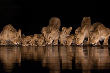 Lions drink from a water hole