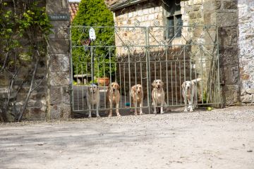 Five golden retrievers guard a gate