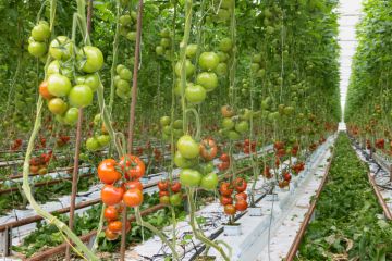 Tomatoes ripening in a big greenhouse