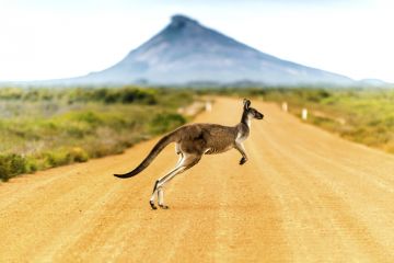 Australia bush kangaroo scrub outback desert