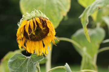 A withered sunflower