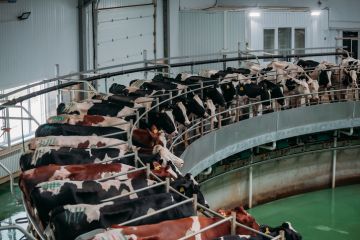 Milking cows by automatic industrial milking rotary system in modern diary farm