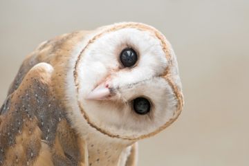 An owl with its head on its side, symbolising curiosity