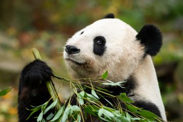 Panda eating bamboo, symbol of China