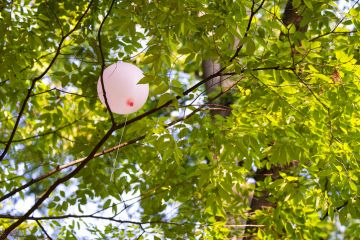 Pink balloon stuck in tree branches