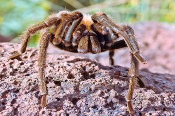 tarantula, spider