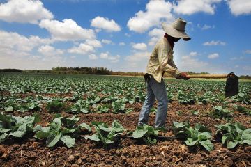 Migrant farm workers in Israel