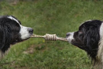Two dogs pull on the rope